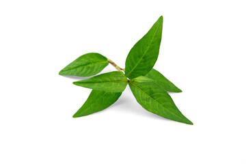 Vietnamese Coriander isolate on white background