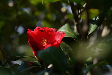 Light Pink Flower of Camellia in Full Bloom
