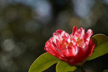 Obraz premium Variegated, Pink and White Flower of Camellia in Full Bloom 