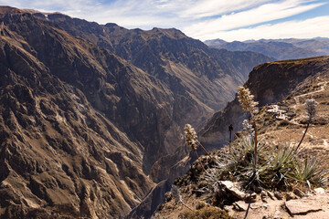 Naklejka premium Panoramic view of Colca Canyon, in Peru.