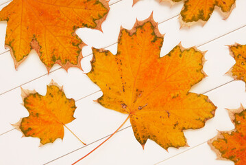 yellow maple leaves are  on white wooden background