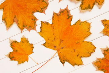Fototapeta premium yellow maple leaves are on white wooden background