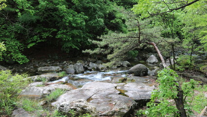 Obraz premium moss covered rocks