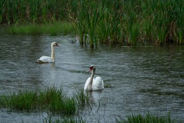 Beautiful Whooper swan swimming in the water. Wildlife scene from nature.Cygnus cygnus