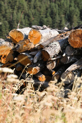 Stacked timber logs with background of mountains and forest. Taken in South Africa's border region to Swaziland.