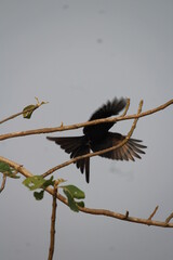 crow on a branch