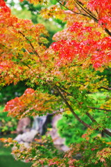 色付き始めた清澄庭園の紅葉