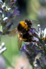 Insects, bumblebees, bees and wasps in Summertime
