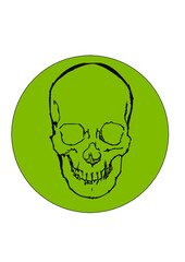 Skull Illustration