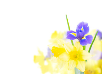 bouquet of daffodil and iris flowers