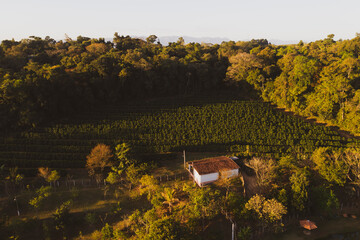 Aerial view of coffee plantation fields in Brazil showing its lines and corridors and the farm house at the bottom surrounded by a tropical forest. Fair trade storytelling concept. 