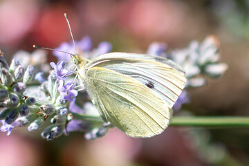 Insects, bumblebees, bees and wasps in Summertime
