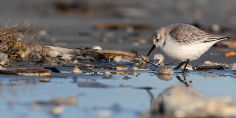 Bécasseau sanderling (Calidris alba - Sanderling) sur la plage de Quend-Plage