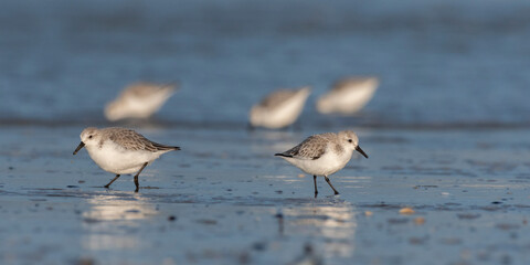 Bécasseau sanderling (Calidris alba - Sanderling) sur la plage de Quend-Plage