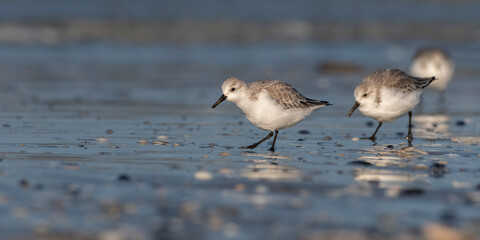Bécasseau sanderling (Calidris alba - Sanderling) sur la plage de Quend-Plage