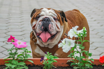 Allphotokz Dog 20080511 3913 1DM3 S
