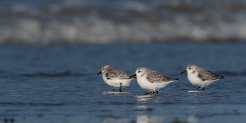 Bécasseau sanderling (Calidris alba - Sanderling) sur la plage de Quend-Plage