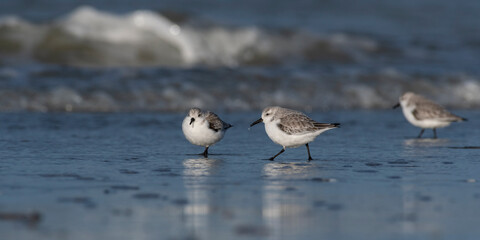 Bécasseau sanderling (Calidris alba - Sanderling) sur la plage de Quend-Plage