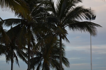 Fototapeta na wymiar coconut trees on the beach