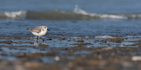 Bécasseau sanderling (Calidris alba - Sanderling) sur la plage de Quend-Plage