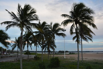Fototapeta na wymiar coconut trees on the beach