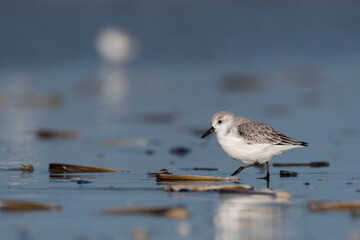 Bécasseau sanderling (Calidris alba - Sanderling) sur la plage de Quend-Plage