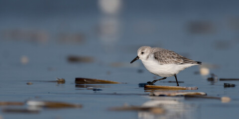 Bécasseau sanderling (Calidris alba - Sanderling) sur la plage de Quend-Plage