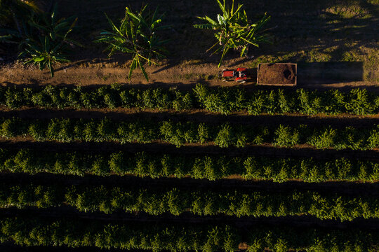 Aerial view of coffee plantation fields in Brazil showing its lines and corridors and a tractor pulling a trailer full of coffee fruits. Fair trade storytelling concept. 