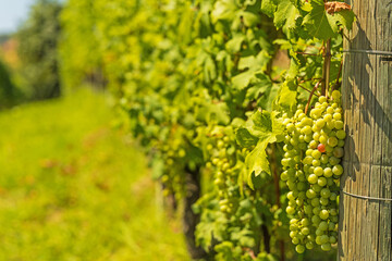 vines in the piedmont region near Barolo