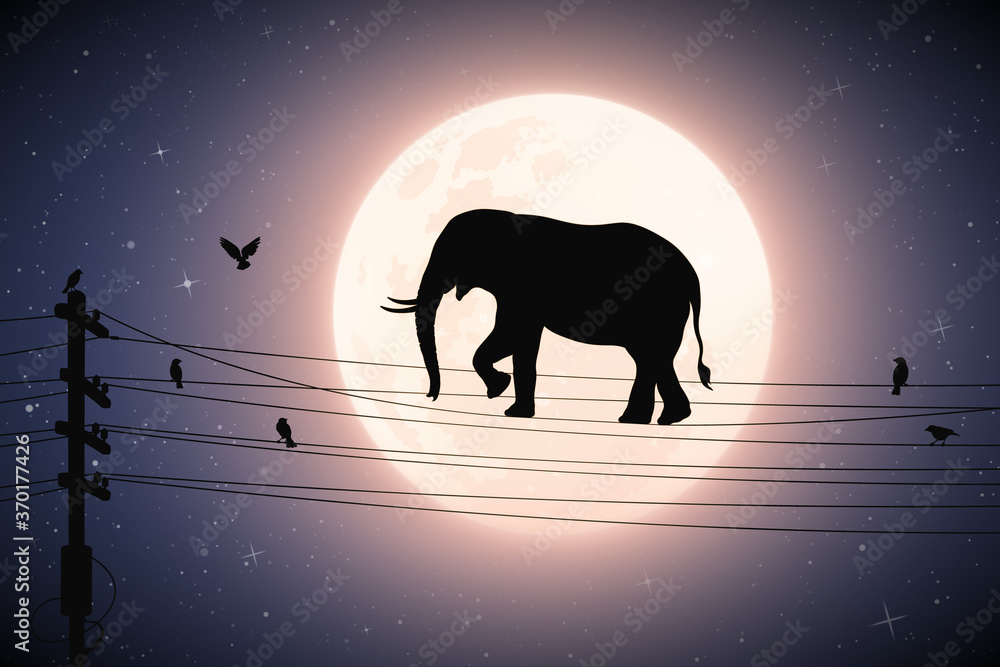 Poster elephant walks on power line on moonlight night. silhouette of big animal and birds on electrical wi
