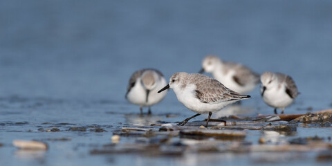 B&eacute;casseau sanderling (Calidris alba - Sanderling) sur la plage de Quend-Plage