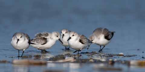 Bécasseau sanderling (Calidris alba - Sanderling) sur la plage de Quend-Plage