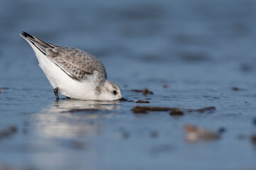 Bécasseau sanderling (Calidris alba - Sanderling) sur la plage de Quend-Plage