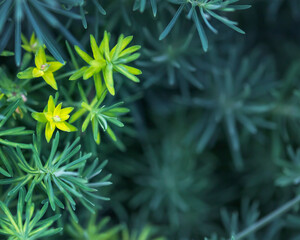 Green yellow soft needles grass natural background close up short focal length