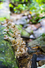 Mushrooms on a log, Natural mushrooms.