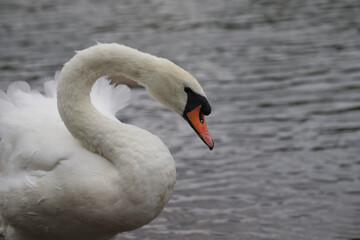 Portrait of swan at edge of lake