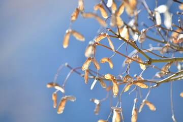 たくさんのモミジの種子
