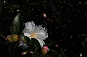 Fototapeta na wymiar White Flower of Camellia Sasanqua in Full Bloom 