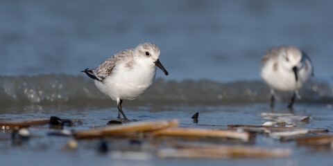 Bécasseau sanderling (Calidris alba - Sanderling) sur la plage de Quend-Plage
