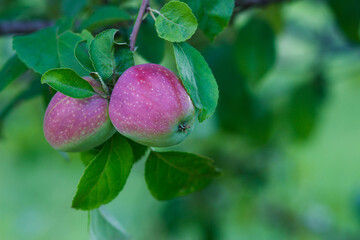 Apple tree with ripe red apples, blurred background