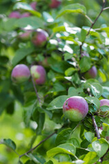 Apple tree with ripe red apples, blurred background
