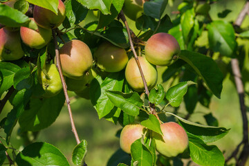 Apple tree with ripe red apples, blurred background