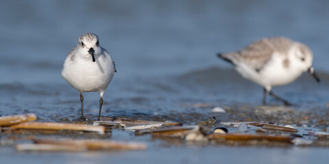 B&eacute;casseau sanderling (Calidris alba - Sanderling) sur la plage de Quend-Plage