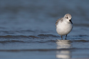 Bécasseau sanderling (Calidris alba - Sanderling) sur la plage de Quend-Plage