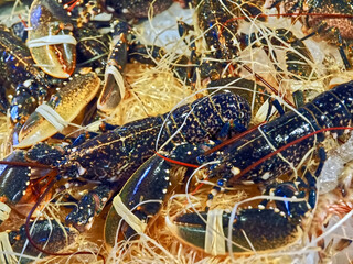 Macro of living lobsters at a food market