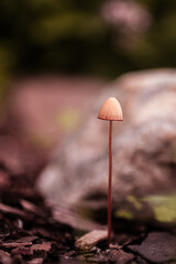 tiny mushroom in the forest