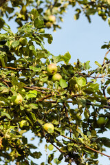 Apple tree in sunshine