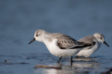 Bécasseau sanderling (Calidris alba - Sanderling) sur la plage de Quend-Plage