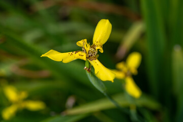 Yellow orchids in the rain forest nature jpg