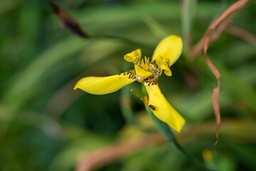 Yellow orchids in the rain forest nature jpg